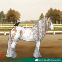 Horse Color:White Spotted Chestnut Splash 