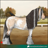Horse Color:White Spotted Bay Dun Rabicano