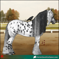 Horse Color:White Spotted Black Appaloosa 