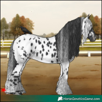 Horse Color:White Spotted Black Leopard