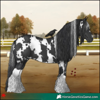 Horse Color:White Spotted Black 
