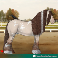 Horse Color:White Spotted Classic Champagne Dun Rabicano