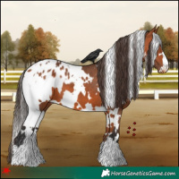Horse Color:White Spotted Bay Appaloosa 