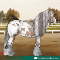 Horse Color:White Spotted Bay Appaloosa 