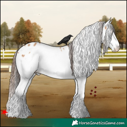 Horse Color:White Spotted Bay Dun Splash Appaloosa 