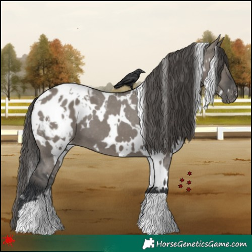 Horse Color:White Spotted Grullo Blanket 