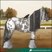 Horse Color:White Spotted Grullo Blanket