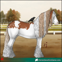 Horse Color:White Spotted Chestnut Splash 