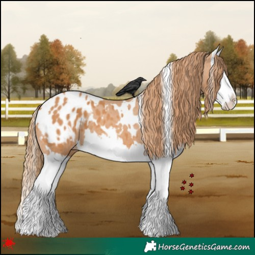 Horse Color:White Spotted Chestnut Splash Appaloosa 