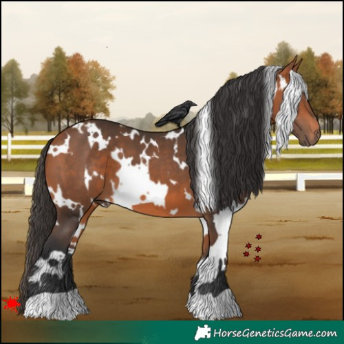 Horse Color:White Spotted Bay 