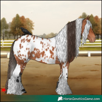 Horse Color:White Spotted Bay Appaloosa