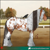 Horse Color:White Spotted Bay Appaloosa 