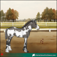 Horse Color:White Spotted Grullo Frame Appaloosa Rabicano