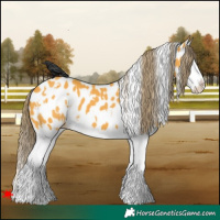 Horse Color:White Spotted Buckskin Splash Appaloosa 