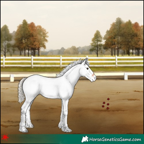 Horse Color:White Spotted Silver Bay