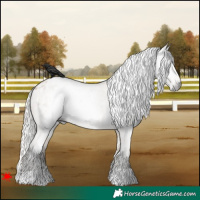 Horse Color:Gray White Spotted Silver Buckskin Appaloosa