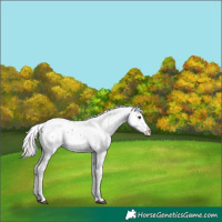 Horse Color:Silver Brown Sabino 