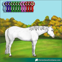 Horse Color:Silver Brown Sabino 