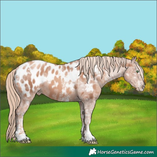Horse Color:Gold Champagne Ice Sabino Appaloosa 