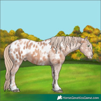 Horse Color:Gold Champagne Ice Sabino Appaloosa