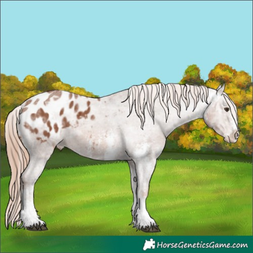 Horse Color:Chestnut Ice Sabino Appaloosa 