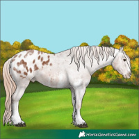 Horse Color:Chestnut Ice Sabino Appaloosa