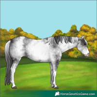 Horse Color:White Spotted Smoky Black 
