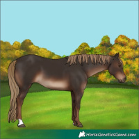 Horse Color:Liver Chestnut 