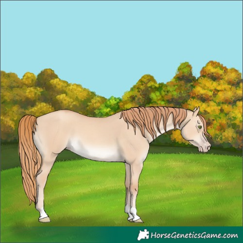 Horse Color:Gold Champagne Dun 