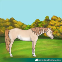 Horse Color:Gold Champagne Dun 