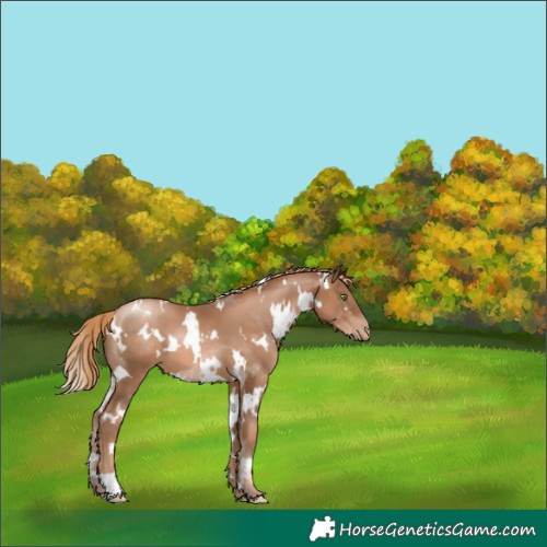 Horse Color:White Spotted Liver Chestnut Pearl 