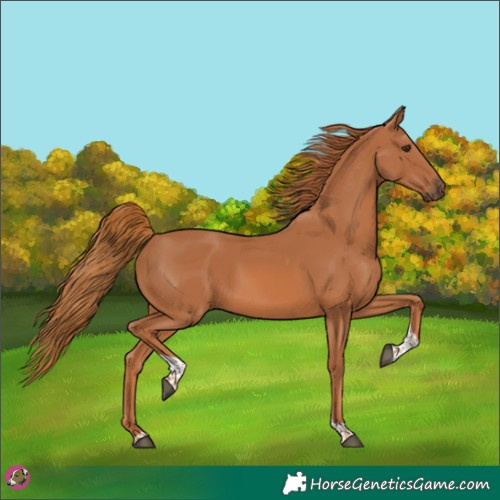 Horse Color:Chestnut Tobiano 