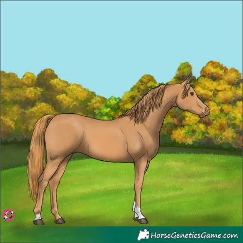 Horse Color:Chestnut Tobiano 
