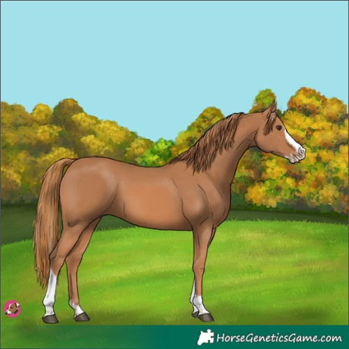 Horse Color:Chestnut Splash Tobiano 