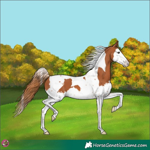 Horse Color:Chestnut Splash Tobiano 