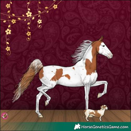 Horse Color:Chestnut Splash Tobiano 