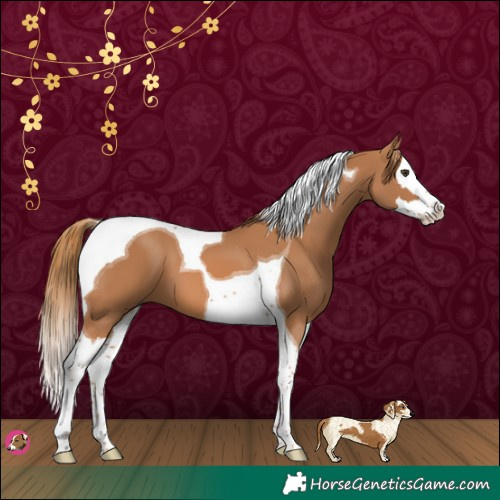 Horse Color:Chestnut Splash Tobiano 