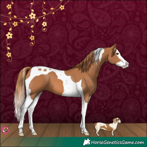 Horse Color:Chestnut Splash Tobiano 