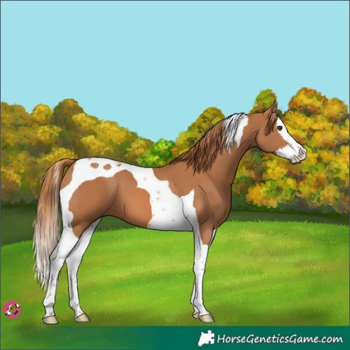 Horse Color:Chestnut Splash Tobiano 