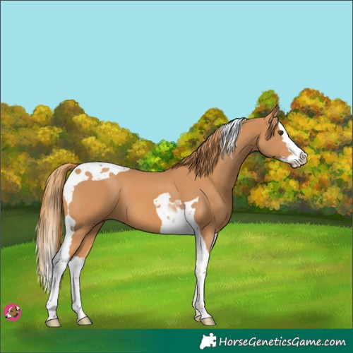 Horse Color:Chestnut Splash Tobiano 