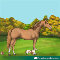 Horse Color:Chestnut Splash Tobiano 