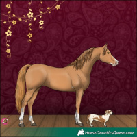 Horse Color:Chestnut Splash Tobiano