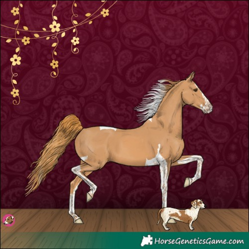 Horse Color:Chestnut Splash Tobiano 