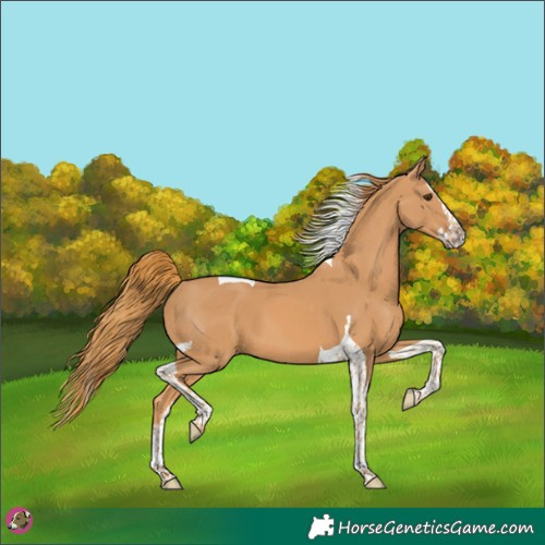Horse Color:Chestnut Splash Tobiano 
