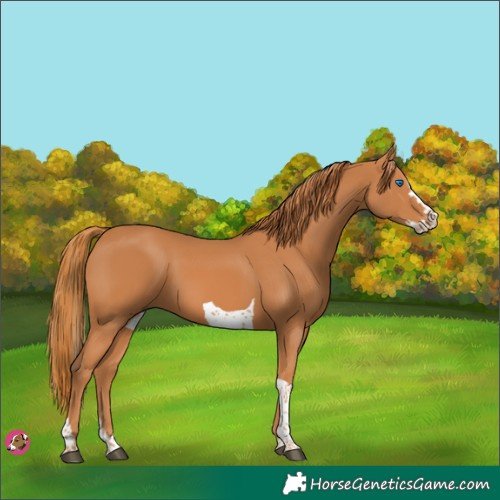 Horse Color:Chestnut Splash Tobiano 