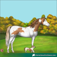 Horse Color:Chestnut Splash Tobiano 