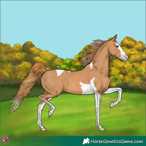 Horse Color:Chestnut Splash Tobiano 