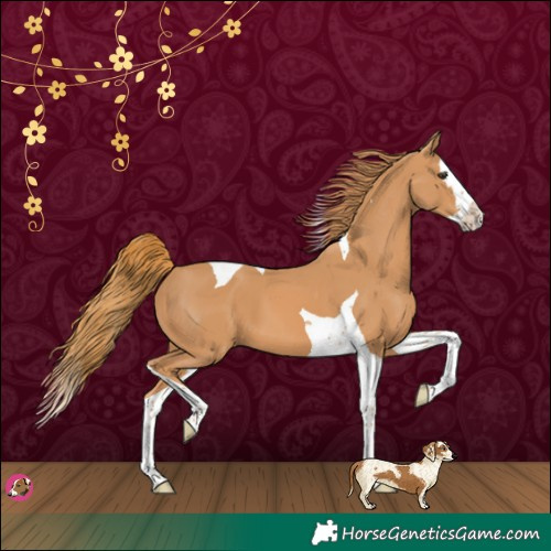 Horse Color:Chestnut Splash Tobiano 