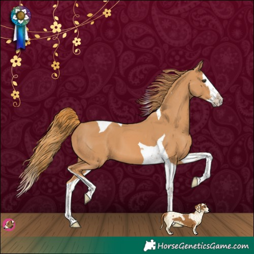 Horse Color:Chestnut Splash Tobiano 