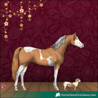 Horse Color:Chestnut Splash Tobiano 